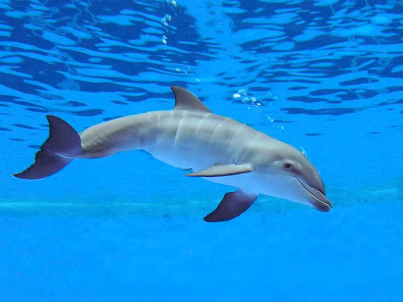 Nửa bán cầu não hoạt động giúp cá heo ngoi lên mặt nước để thở và phát hiện nguy hiểm. Cơ chế "Unihemispheric sleep" cho phép cá heo giữ cảnh giác mà không cần ngủ và khuyến khích sự phát triển của não.