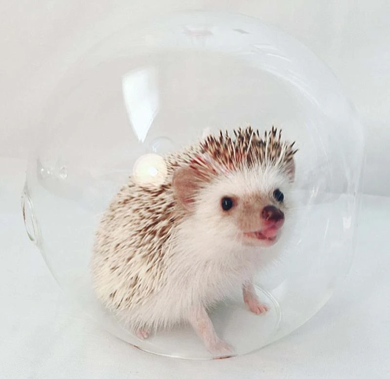 Chúng hoạt động suốt ngày, ưa thích ăn côn trùng, động vật không xương sống và trái cây.