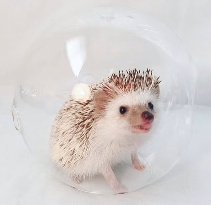 Chúng hoạt động suốt ngày, ưa thích ăn côn trùng, động vật không xương sống và trái cây.