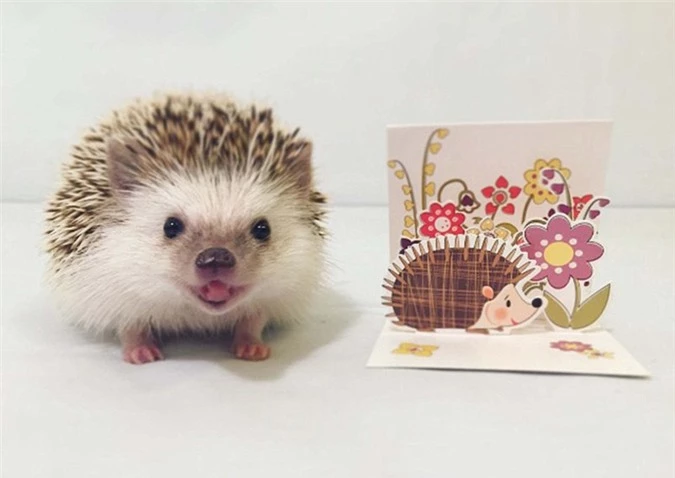 Với phát hiện mới này, tổng số loài nhím lông mềm được biết đến trên thế giới đã tăng lên đến con số 7.