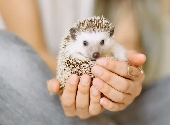 Ông Arlo Hinckley, tác giả chính của nghiên cứu và là nghiên cứu sinh sau tiến sĩ tại Bảo tàng Lịch sử tự nhiên quốc gia Smithsonian (Mỹ) và Đại học Seville (Tây Ban Nha), cho biết nghiên cứu này có thể giúp chính phủ và các tổ chức quyết định cách ưu tiên bảo vệ đa dạng sinh học.