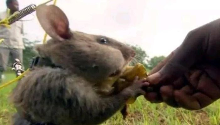 Mặc dù nhiều loài động vật đang đối mặt với nguy cơ tuyệt chủng do tác động của con người, nhưng nếu loại trừ những loài này, thì chuột có khả năng chiếm giữ Trái đất do khả năng sinh sản mạnh mẽ và khả năng sống sót trong môi trường khắc nghiệt.