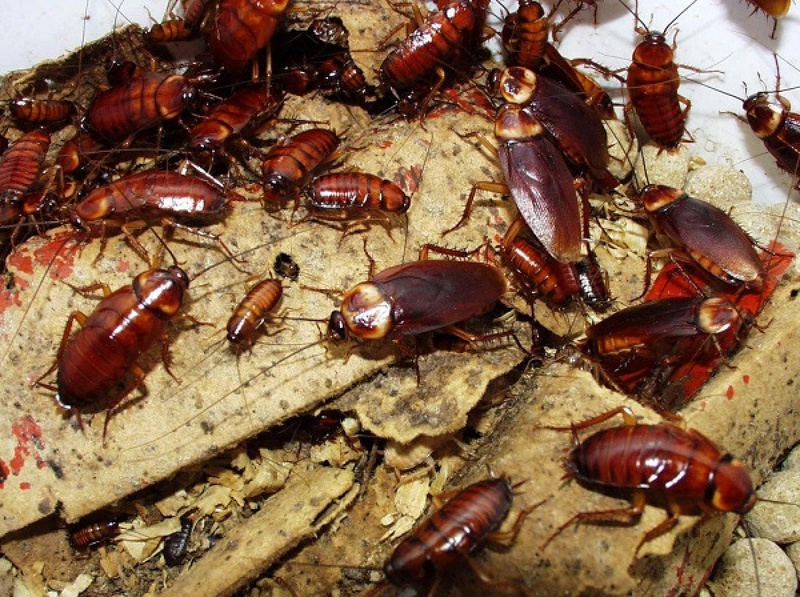 Tuy nhiên, những ước lượng này cũng đều phải đối mặt với sự không chắc chắn và nhiều yếu tố tự nhiên khác nhau có thể tác động đến quá trình phục hồi và cân bằng tự nhiên của hệ sinh thái sau khi con người biến mất.