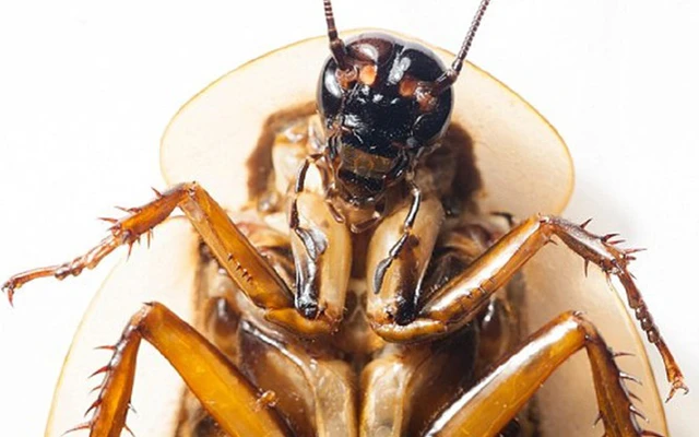 Ngoài ra, gián, loài đã tồn tại trên trái đất 400 triệu năm trước, cũng được đề cập đến như một ứng cử viên có khả năng thống trị với khả năng sinh sản siêu phàm và sự thích ứng với môi trường.