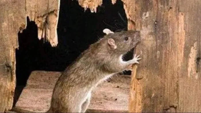 Tuy nhiên, sau đó, các vấn đề ô nhiễm môi trường và tác động của bức xạ hạt nhân có thể ảnh hưởng đến chuột.