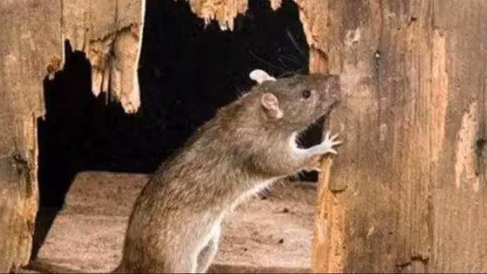 Tuy nhiên, sau đó, các vấn đề ô nhiễm môi trường và tác động của bức xạ hạt nhân có thể ảnh hưởng đến chuột.