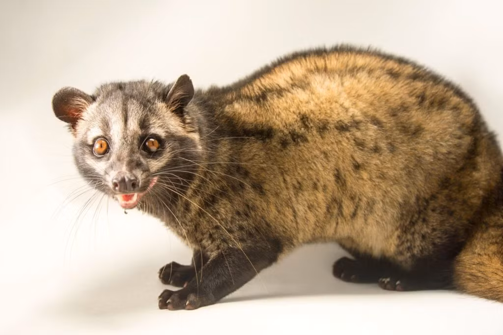 Việc bảo tồn và bảo vệ loài thú này là quan trọng để chúng có thể tiếp tục phát triển khỏe mạnh trong môi trường tự nhiên.