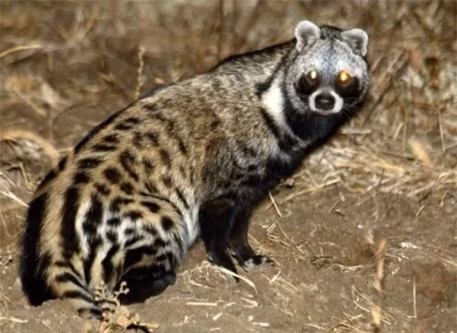 Cầy hương, hay chồn hương (Viverricula indica), là một loài thú nhỏ thuộc họ Cầy, đặc hữu và sinh sống ở nhiều khu vực trên khắp Việt Nam.