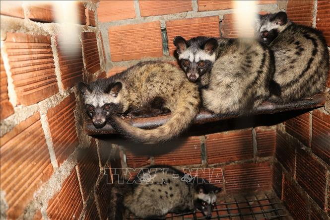 Tuy cầy hương có sự phân bố rộng và quần thể khỏe mạnh trong một số quốc gia, nhưng tại Việt Nam, số lượng cầy hương hoang dã đang giảm đáng kể do săn bắn quá mức và mất môi trường sống. (Ảnh: TTXVN)