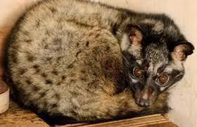 Cầy hương đực có tuyến xạ ở giữa kẽ hai tinh hoàn, tỏa ra mùi thơm để thu hút bạn tình trong mùa sinh sản.