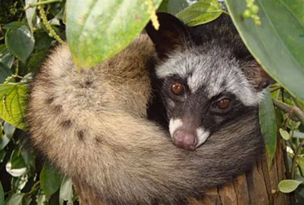 Xạ hương của loài này được coi là dược liệu quý và cũng sử dụng làm nguyên liệu sản xuất nước hoa cao cấp.