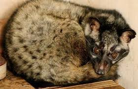 Cầy hương đực có tuyến xạ ở giữa kẽ hai tinh hoàn, tỏa ra mùi thơm để thu hút bạn tình trong mùa sinh sản.