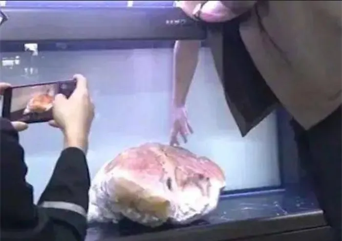 Ban đầu, người đàn ông không biết về nguồn gốc của tảng thịt khổng lồ này nên đã bỏ qua nó trong thùng nhựa trên thuyền. Sau nửa năm, anh mới nhớ ra và mang nó đi kiểm tra. Khi kiểm tra, anh phát hiện vật thể đã tăng thêm 10kg và vẫn giữ nguyên hình dáng ban đầu mặc dù đã bị phơi nắng và côn trùng bám đầy.