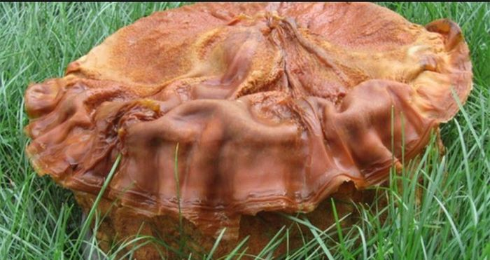 Các lợi ích của linh chi Thái tuế đối với sức khỏe khiến nó xứng đáng với giá trị đắt đỏ của mình. Tuy nhiên, do số lượng hạn chế và sự khan hiếm, loại nấm này không thể đáp ứng được nhu cầu rộng rãi của người tiêu dùng. 