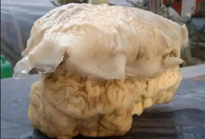 Sau khi được các chuyên gia xác định là linh chi Thái Tuế, vật thể này được đánh giá có giá trị vô cùng lớn trên thị trường.