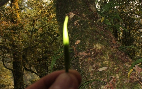 Trà Bạch Long, được chế biến từ lá chè cổ thụ này, có hương thơm đặc trưng, vị ngọt ngào và màu vàng mơ.