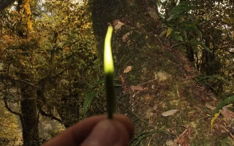 Trà Bạch Long, được chế biến từ lá chè cổ thụ này, có hương thơm đặc trưng, vị ngọt ngào và màu vàng mơ.