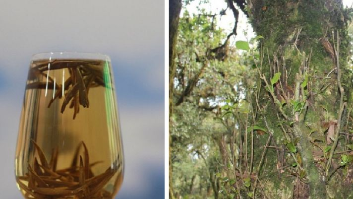 Khi pha trà, có những tôm trà rơi xuống tạo ra hình ảnh mềm mại và giữ hương thơm lâu.