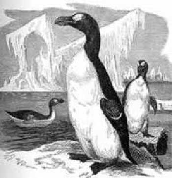 6. Chim Great Auk (Anca lớn) tuyệt chủng từ năm 1844 do săn bắn. Chúng cao 75cm, nặng 5kg, sống ở khu vực Đại Tây Dương