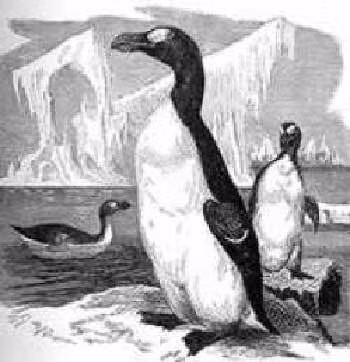 6. Chim Great Auk (Anca lớn) tuyệt chủng từ năm 1844 do săn bắn. Chúng cao 75cm, nặng 5kg, sống ở khu vực Đại Tây Dương