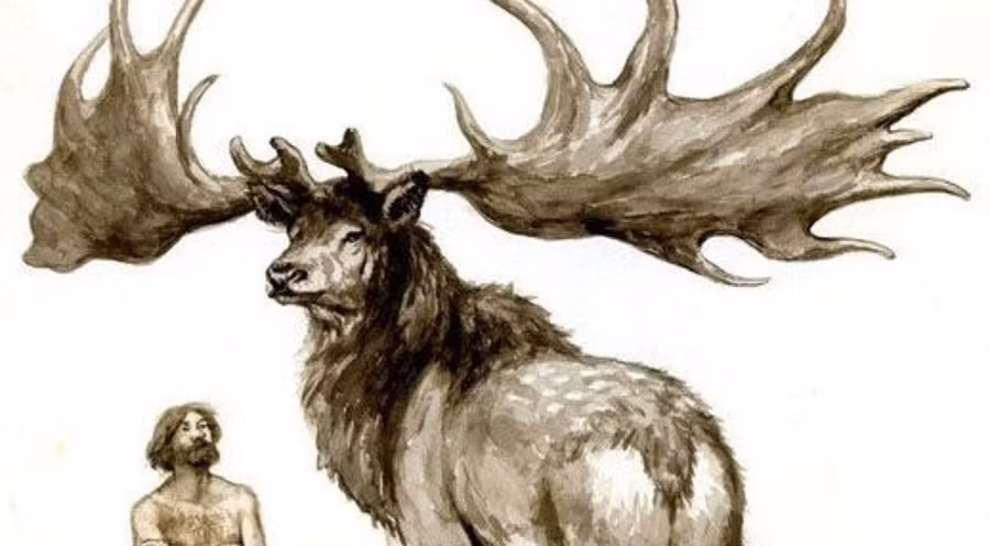 2. Hươu khổng lồ Irish Deer tuyệt chủng 7.700 năm trước. Loài động vật tuyệt chủng nổi tiếng này cao khoảng 2,1m, sừng dài tối đa 3,65m. Tuyệt chủng do nạn săn bắn lấy sừng.