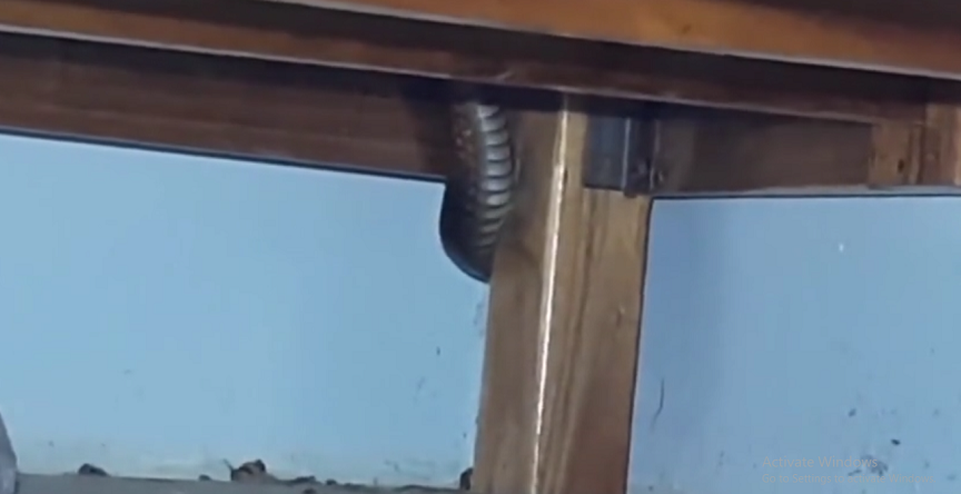 Bà Aree (62 tuổi) nghe thấy âm thanh kỳ lạ dưới giường gỗ của mình, khi cúi xuống kiểm tra, bà hoảng sợ khi phát hiện con rắn đen khổng lồ đang cuộn tròn ngay dưới giường.