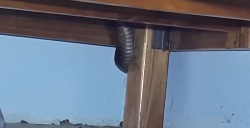 Nghe am thanh la, suyt “vo tim” khi thay quai vat 3m duoi gam giuong