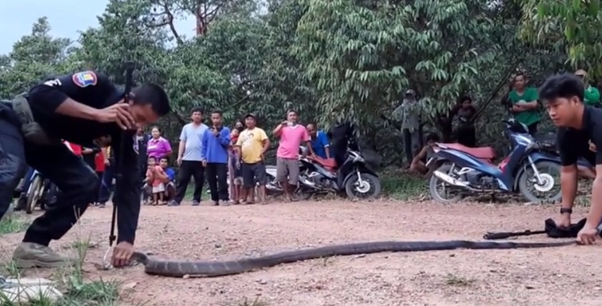 Sau nửa giờ vật lộn với con vật hung dữ, cuối cùng đội cứu hộ đã bắt được con rắn hổ mang này. Chủ nhà thở phào nhẹ nhõm và cảm ơn đội cứu hộ trước khi con rắn được thả trở lại tự nhiên.