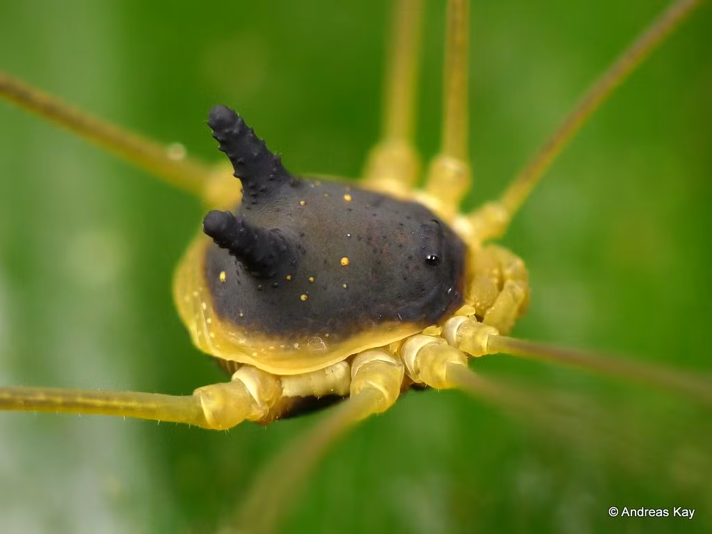 Sinh vật này được cho là đã tồn tại ít nhất 400 triệu năm và xuất hiện trước cả khủng long.