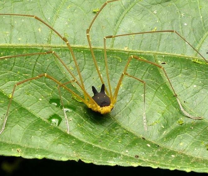 Có đôi mắt giả nằm ở phần thân sau, với hai tai dựng lên, có thể làm cho sinh vật quỷ dị này trông lớn hơn đối với kẻ săn mồi.