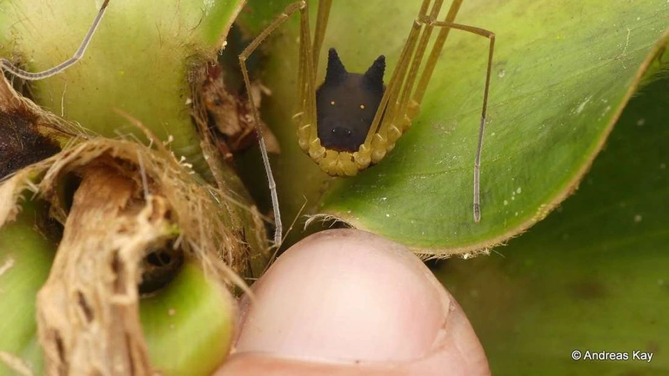 Nhiếp ảnh gia Andreas Kay ở Ecuador đã phát hiện một sinh vật kỳ lạ có thân hình giống như đầu chó thu nhỏ.