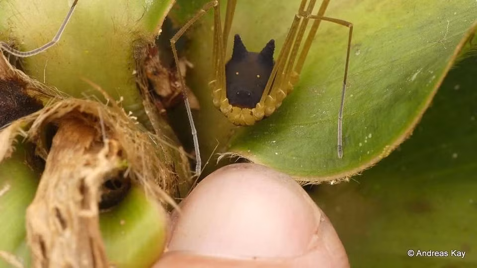 Nhiếp ảnh gia Andreas Kay ở Ecuador đã phát hiện một sinh vật kỳ lạ có thân hình giống như đầu chó thu nhỏ.