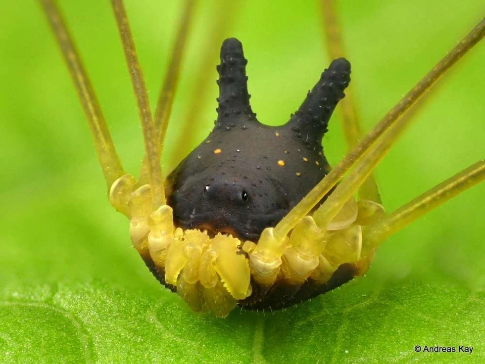 Sinh vật này thuộc lớp hình nhện có tên Bunny harvestman hoặc Metagryne bicolumnata.