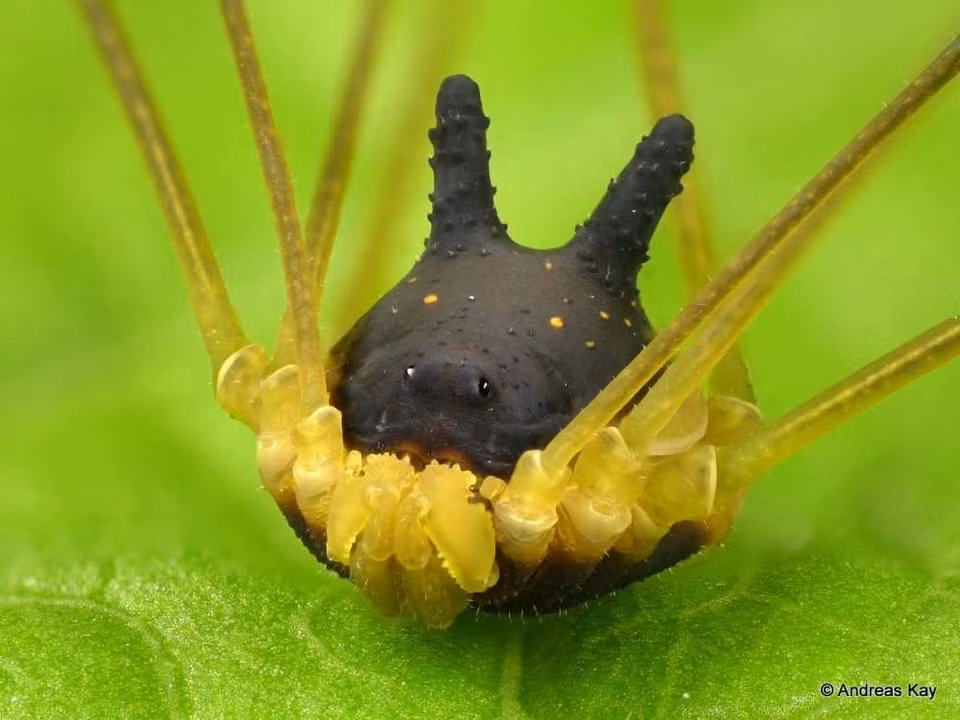 Sinh vật này thuộc lớp hình nhện có tên Bunny harvestman hoặc Metagryne bicolumnata.