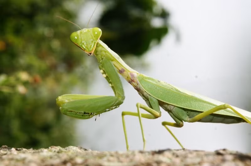 6. Bọ ngựa: Bọ ngựa ăn thịt bạn tình của mình ngay sau khi giao phối, và bọ ngựa cái có thể ăn thịt bọ ngựa đực.