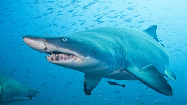 2. Cá mập hổ cát: Cá mập hổ cát sinh ra những con non khỏe mạnh hơn bằng cách ăn thịt con non khác trong tử cung.