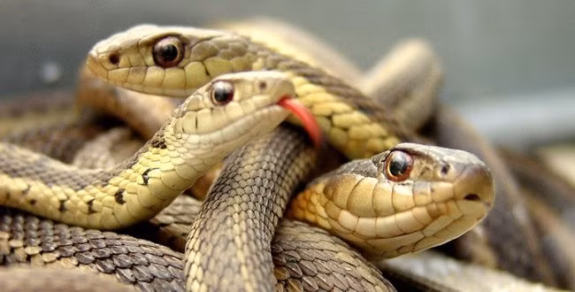 1. Rắn chuông đầu dẹt mexico: Loài động vật này có thể ăn thịt con non của mình, đặc biệt là những con non đã chết sau khi nở, để bổ sung chất dinh dưỡng cho việc sinh thêm những đàn rắn non.