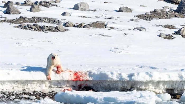 8. Gấu Bắc Cực: Gấu Bắc Cực đực và cái đều có thể ăn xác của những con gấu Bắc Cực chết do bị con người giết hoặc do chính con đực giết đàn con chưa trưởng thành.