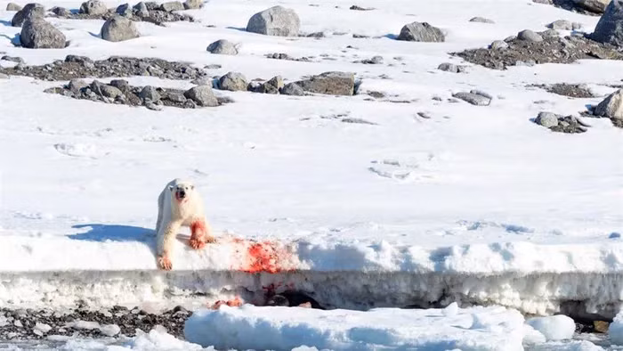 8. Gấu Bắc Cực: Gấu Bắc Cực đực và cái đều có thể ăn xác của những con gấu Bắc Cực chết do bị con người giết hoặc do chính con đực giết đàn con chưa trưởng thành.