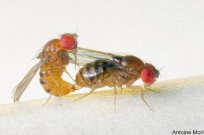 Thời gian giao phối ngắn của động vật, như ruồi giấm, là do nhu cầu sinh sản nhanh chóng và sự thích ứng với môi trường có áp lực sinh tồn cao.