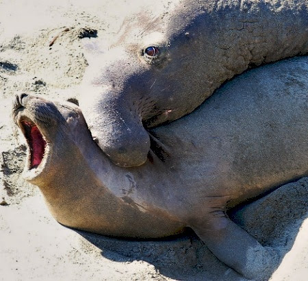 Thời gian giao phối dài này có mục đích sinh sản và để đảm bảo sự sống còn của quần thể, cũng như để đối mặt với sự cạnh tranh.