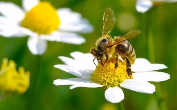 Lời tiên tri thứ ba chưa thành hiện thực của Einstein là về loài ong. Người ta tin rằng, khi còn sống, nhà bác học từng nói: "Nếu loài ong biến mất thì nền văn minh trên Trái Đất cũng sẽ biến mất hoàn toàn trong vòng 4 năm".