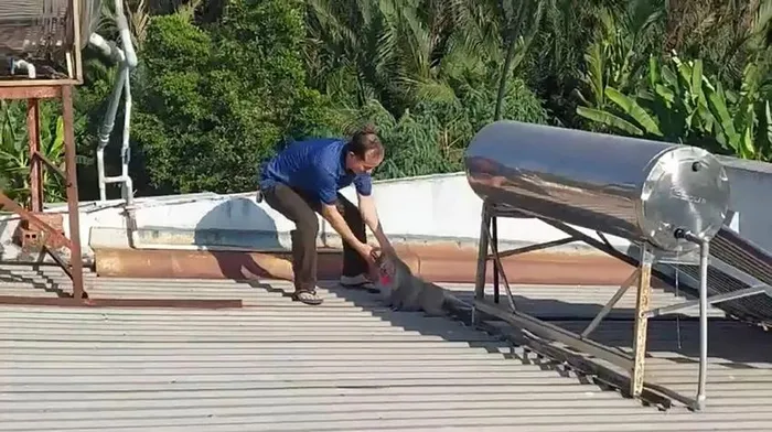 Sau khi nhận được thông tin, Chi cục Kiểm lâm TP HCM đã tiến hành bắt giữ con khỉ này. Sau khi sử dụng thuốc gây mê, con khỉ đã được đưa về cứu hộ và chăm sóc theo quy định. Loài khỉ này được xác định là Macaca fascicularis, thuộc nhóm IIB trong danh mục động vật rừng nguy cấp quý hiếm.