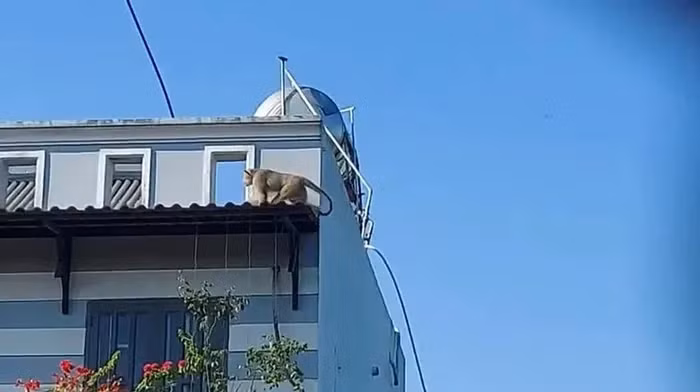 Con khỉ nặng khoảng 10kg, rất khỏe mạnh và nhanh nhẹn, đã tấn công và cắn chết một con chó của người dân. Lo ngại về an toàn của trẻ em, người dân đã báo cáo tình hình cho UBND xã Hiệp Phước.