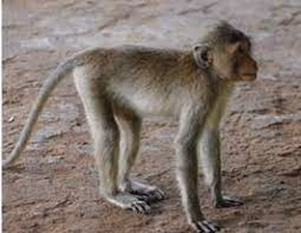 Thức ăn chủ yếu là quả, hạt, nõn cây, lá và động vật như côn trùng, ếch, nhái, cua…. Chúng hoạt động vào ban ngày và trên cây. Loài này bơi rất giỏi và thường nhảy xuống nước từ cành cây.