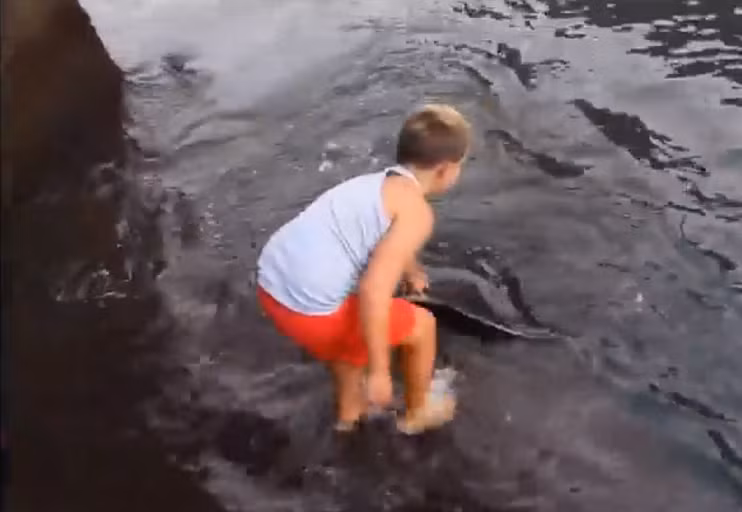 Quái ngư này là một con cá đuối dài hơn 3m. Cậu bé George và con cá này đã có những khoảnh khắc giao tiếp thân thiện. Cảnh tượng này được ghi lại trong một đoạn video và sau đó được chia sẻ trên mạng xã hội, thu hút hơn 50 triệu lượt xem.