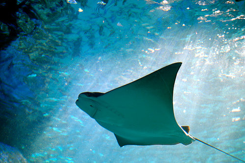 Nhiều con cá đuối có nọc hay gai thậm chí là gai có độc như các loài cá đuối gai độc.