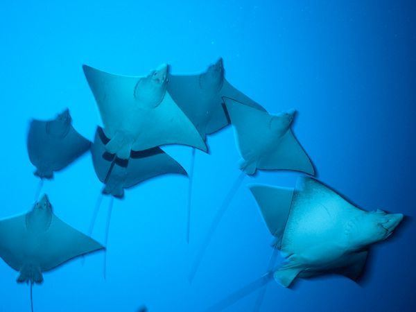 Giống như cá voi tấm sừng hàm và cá mập voi, một số loài cá đuối là loài ăn lọc, nhưng đa số ăn thịt. Bộ phận hàm lọc thường bị săn làm vị thuốc cho người Trung Quốc.