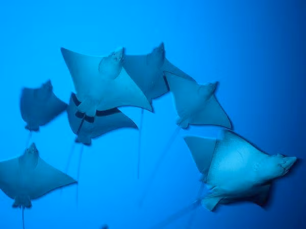 Giống như cá voi tấm sừng hàm và cá mập voi, một số loài cá đuối là loài ăn lọc, nhưng đa số ăn thịt. Bộ phận hàm lọc thường bị săn làm vị thuốc cho người Trung Quốc.