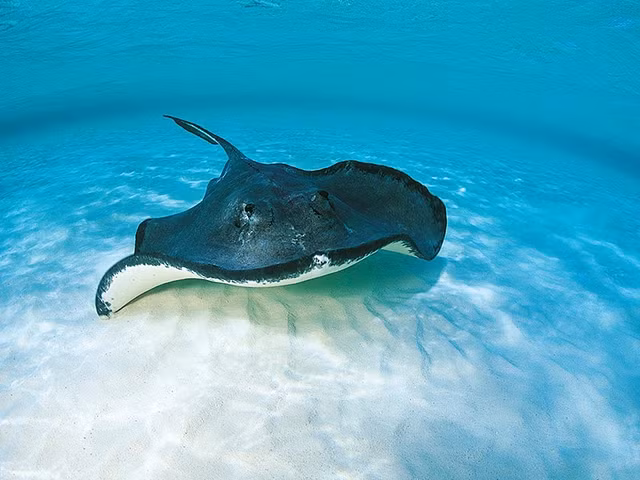 Cá đuối là một loại cá sụn sống ở đáy biển. Chúng có hơn 500 loài trong bộ siêu cá sụn.